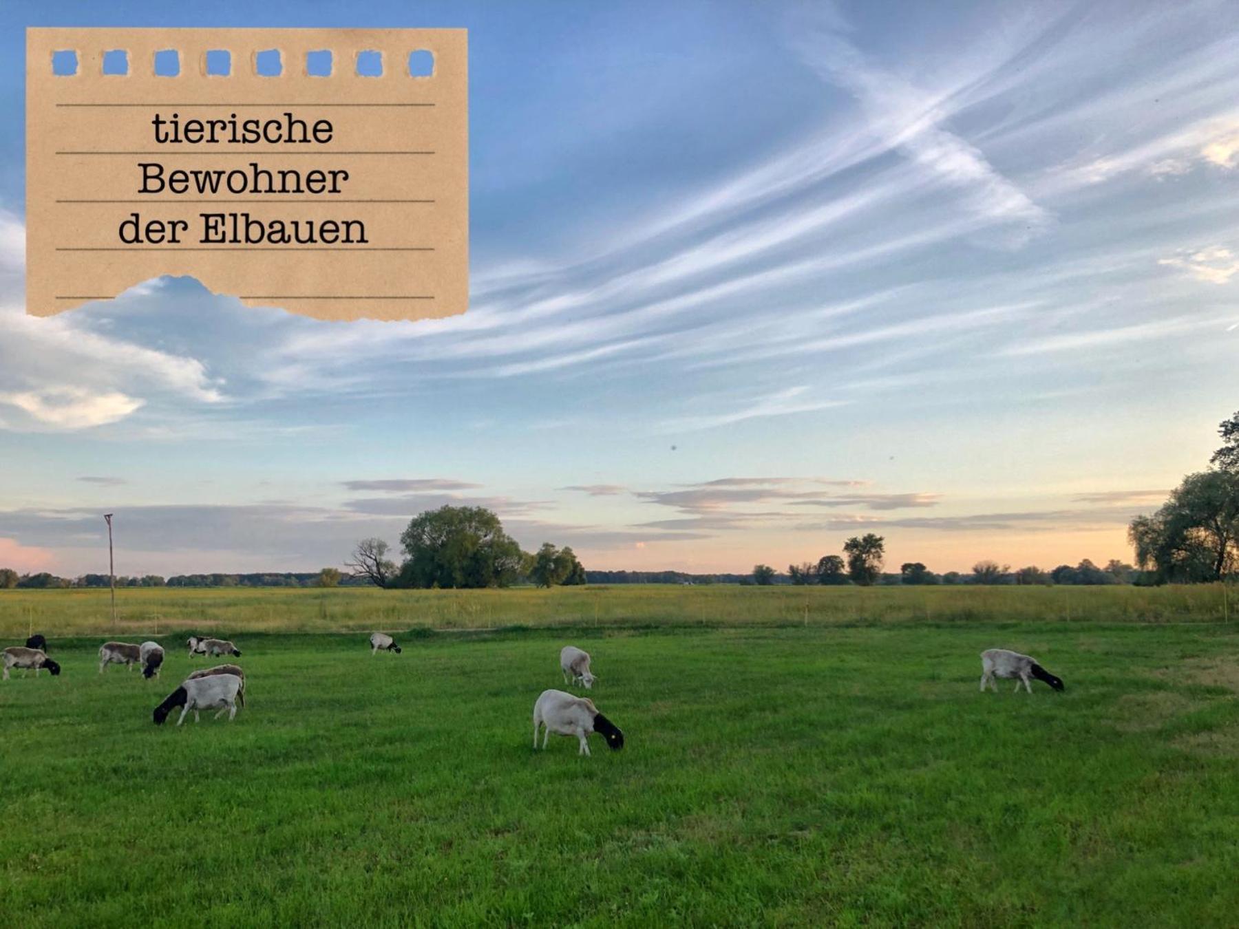 Alte Schule Wittenberg, 3 Ferienwohnungen Fuer Bis Zu 12 Personen, An Der Elbe, Mit Garten Extérieur photo