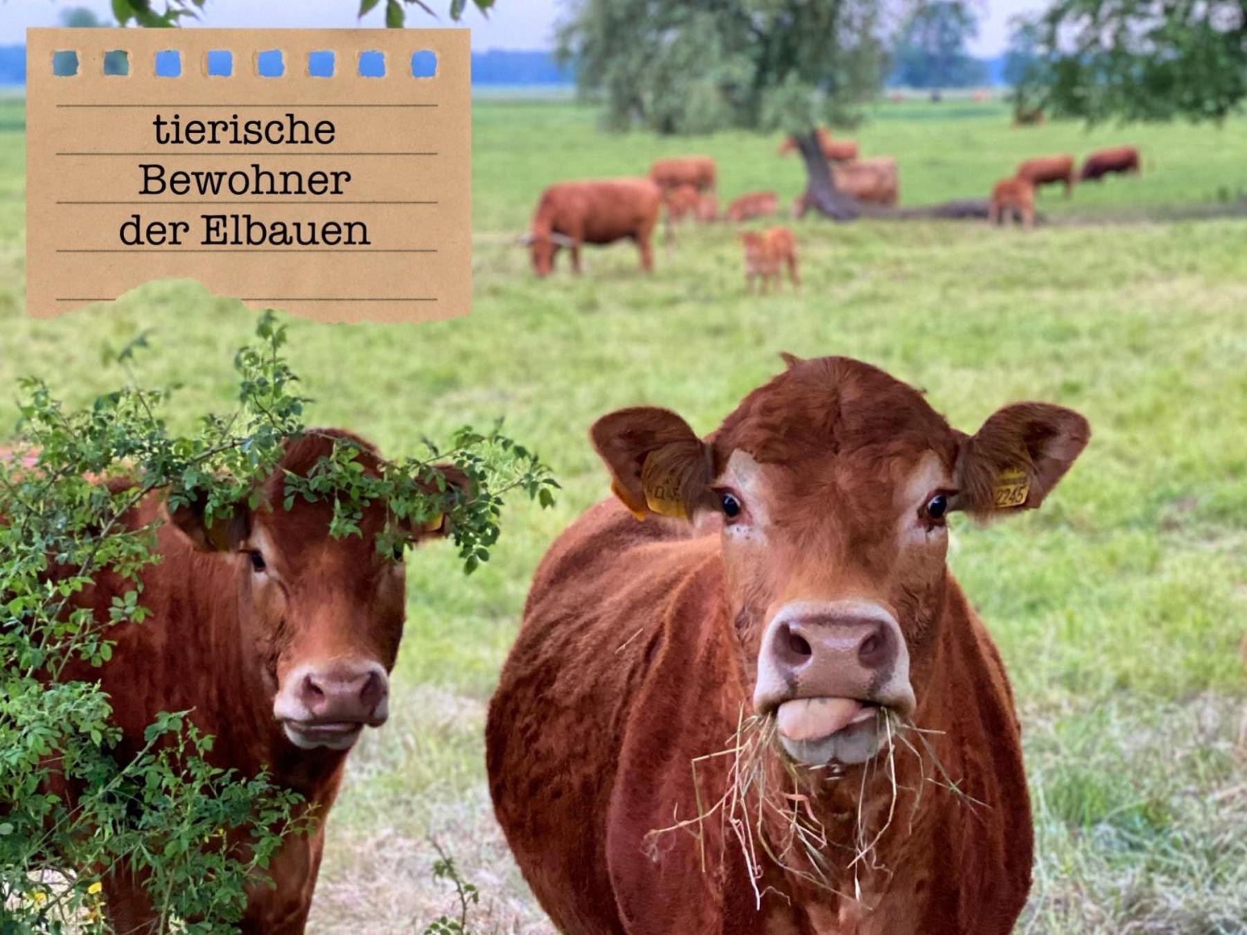 Alte Schule Wittenberg, 3 Ferienwohnungen Fuer Bis Zu 12 Personen, An Der Elbe, Mit Garten Extérieur photo