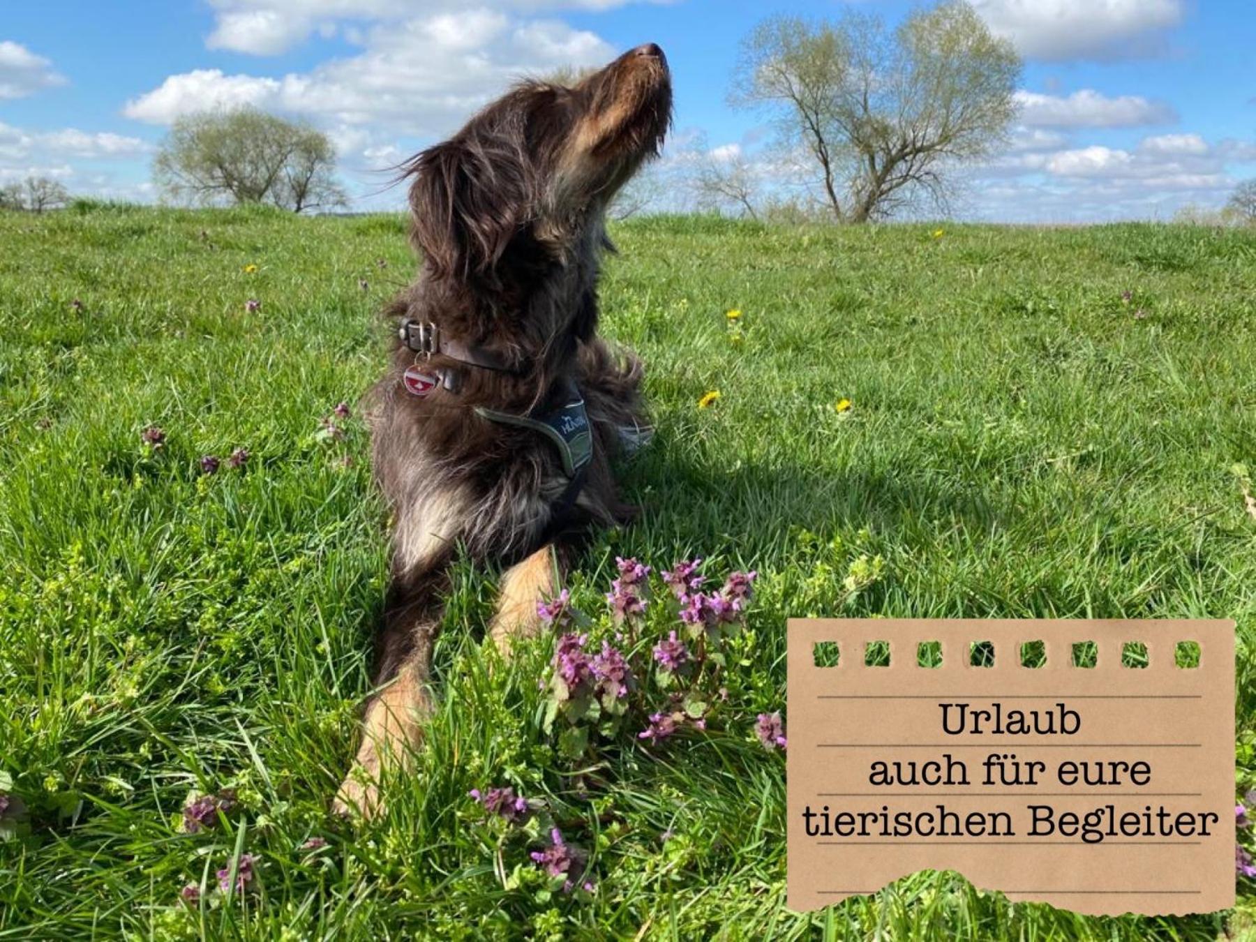 Alte Schule Wittenberg, 3 Ferienwohnungen Fuer Bis Zu 12 Personen, An Der Elbe, Mit Garten Extérieur photo